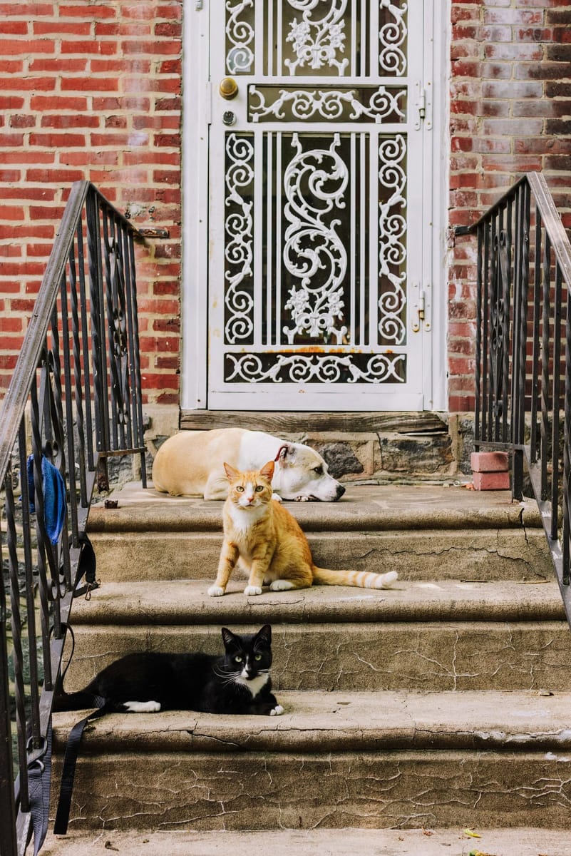 Un perro y dos gatos en la escalera de entrada de una casa