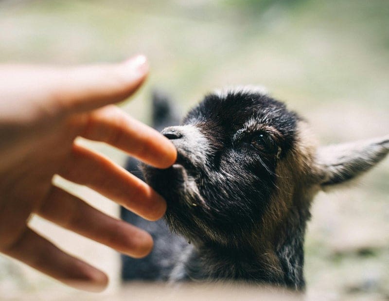 Mano que se acerca a una cabra pequeña de pelo negro